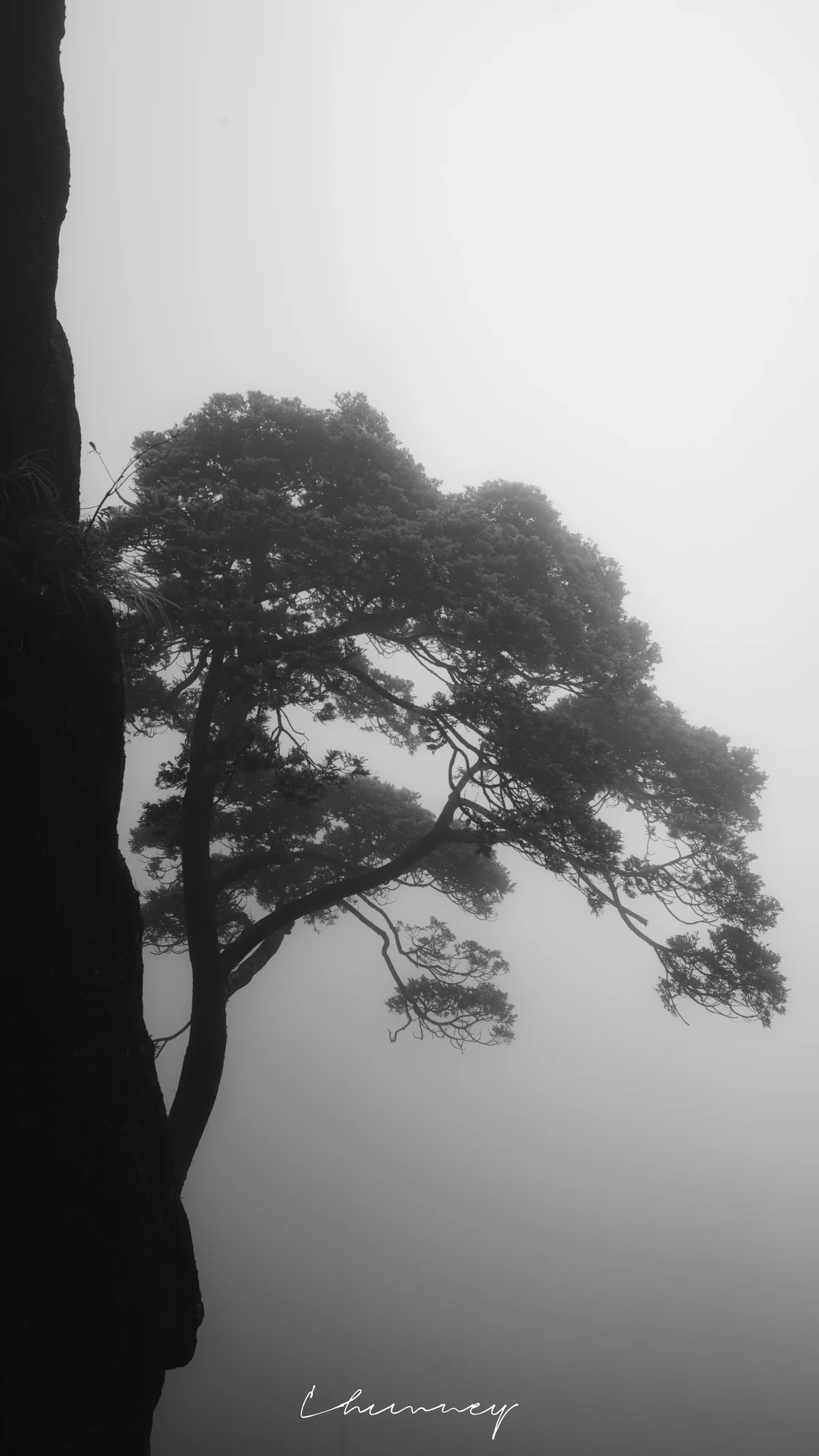雾里的松树，自成一画